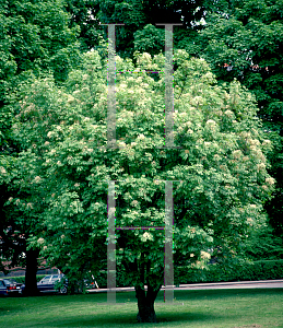 Picture of Fraxinus ornus 'Rotundifolia'