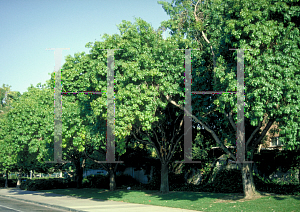 Picture of Fraxinus velutina 