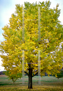 Picture of Ginkgo biloba 