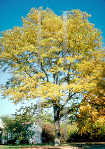 Picture of Gleditsia triacanthos 