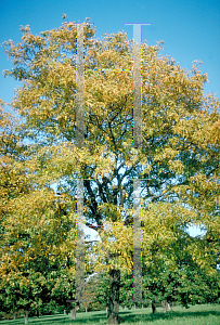 Picture of Gleditsia triacanthos f. inermis 'Shademaster'