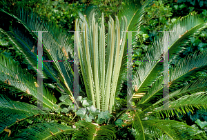 Picture of Cycas revoluta 