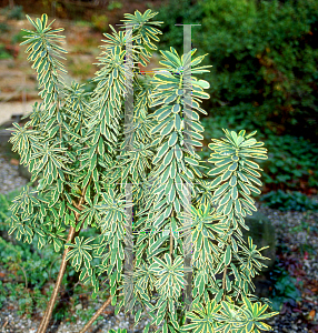 Picture of Daphne x burkwoodii 'G.K. Argles'