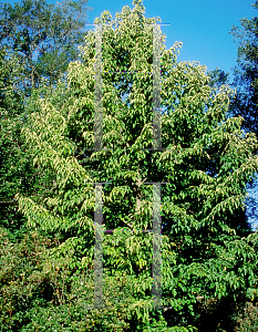 Picture of Davidia involucrata 