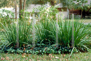 Picture of Dietes iridioides 