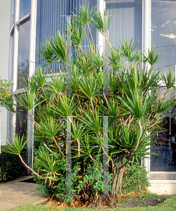 Picture of Dracaena marginata 