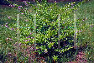 Picture of Duranta erecta 