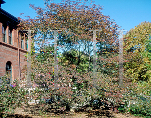 Picture of Enkianthus campanulatus 