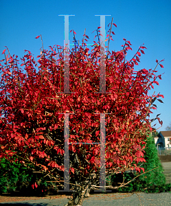 Picture of Euonymus alatus 