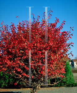 Picture of Euonymus alatus 