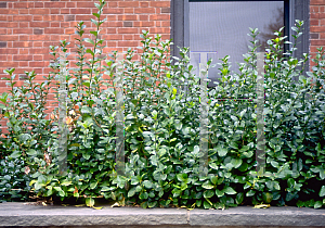 Picture of Euonymus fortunei 