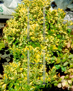 Picture of Euonymus japonicus 