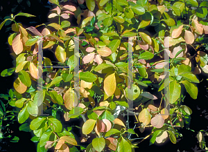 Picture of Euonymus kiautschovicus 'Manhattan'