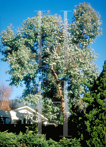 Picture of Eucalyptus cinerea 