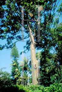 Picture of Eucalyptus deglupta '~Species'