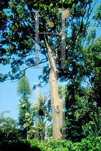 Picture of Eucalyptus deglupta 