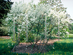 Picture of Exochorda korolkowii 