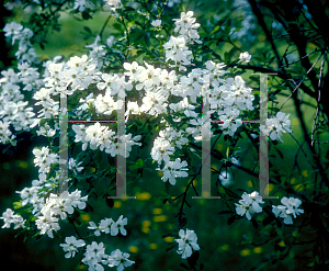 Picture of Exochorda korolkowii 