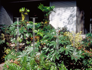 Picture of Fatsia japonica 