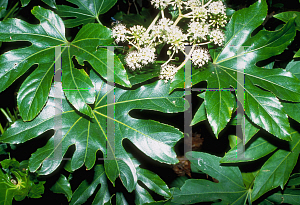 Picture of Fatsia japonica 