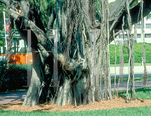 Picture of Ficus benjamina 