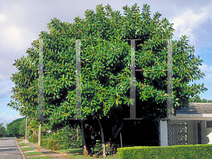 Picture of Ficus elastica 