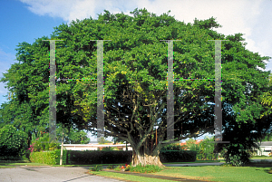 Picture of Ficus microcarpa 