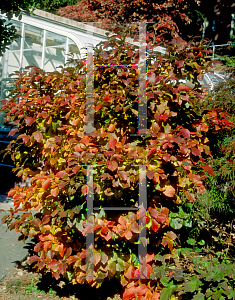 Picture of Fothergilla major 