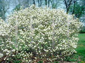 Picture of Fothergilla major 