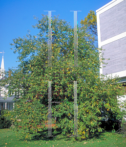 Picture of Halesia monticola 