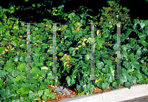 Picture of Hedera canariensis 