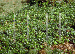 Picture of Hedera helix 