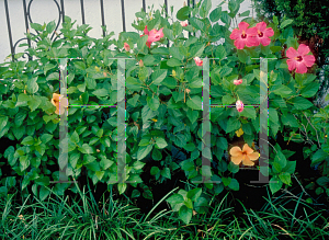 Picture of Hibiscus rosa-sinensis 