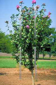 Picture of Hibiscus syriacus 