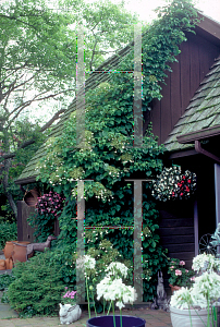 Picture of Hydrangea petiolaris 