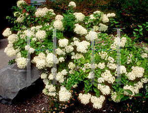 Picture of Hydrangea paniculata 