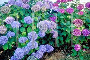 Picture of Hydrangea macrophylla 