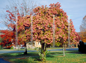 Picture of Hydrangea paniculata 