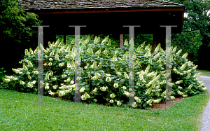 Picture of Hydrangea quercifolia 