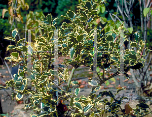 Picture of Ilex aquifolium 'Argenteo'