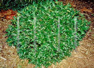 Picture of Ilex cornuta 'Rotunda'