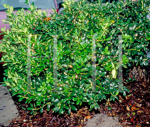 Picture of Ilex cornuta 'Burfordii Nana'