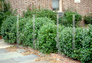 Picture of Ilex cornuta 'Carissa'