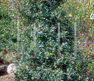 Picture of Ilex x meserveae 'Blue Prince'