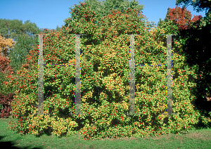 Picture of Ilex verticillata 