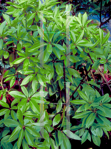 Picture of Illicium floridanum 