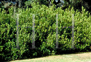 Picture of Illicium parviflorum 