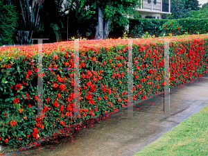 Picture of Ixora coccinea 