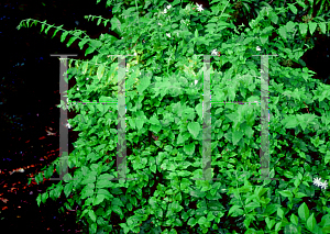 Picture of Jasminum multiflorum 