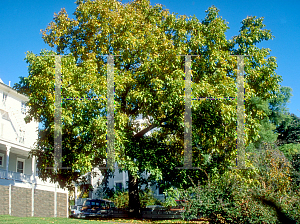 Picture of Juglans regia 